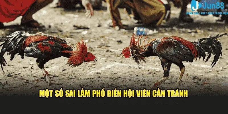 Kinh Nghiệm Đá Gà - Những Điều Cần Biết Khi Tham Gia Jun88 2025 3 Một số sai lầm phổ biến hội viên cần tránh